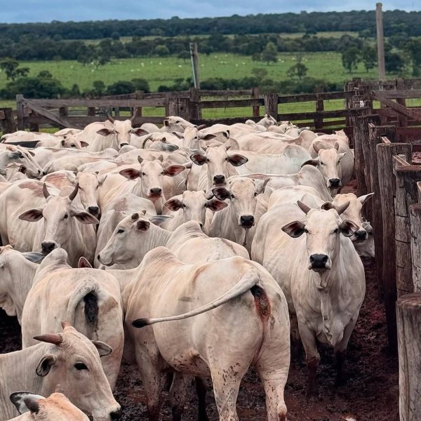 100 VACAS NELORE OU 900K NO PIX! ✅