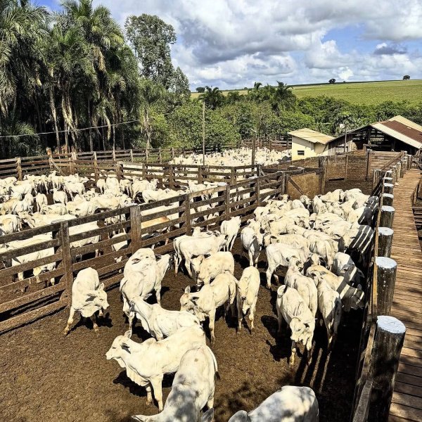 100 VACAS NELORE OU 900K NO PIX! ✅